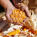 A farmer catches seed corn in his hands over ears of corn on the ground at his feet during harvest season.