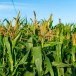 —Pngtree—large field of corn blooming_1500475 (1)